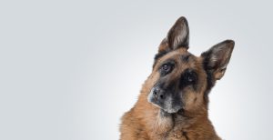 Cannabis reduz anestesia em cirurgia veterinária, diz estudo
