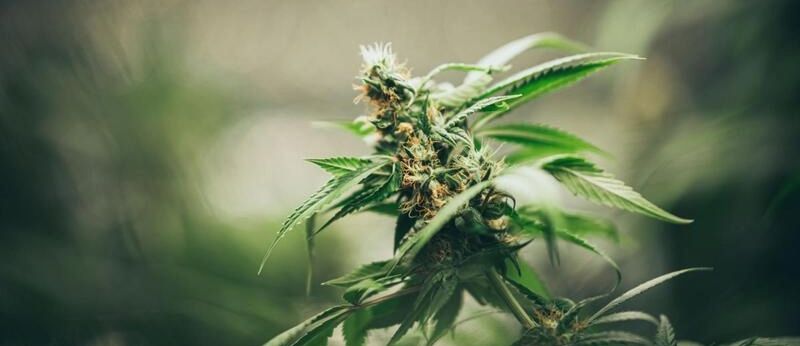 Colisão entre Institutos do Direito: a polêmica em torno das flores de Cannabis