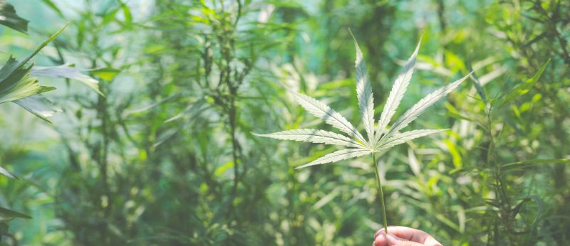 O impasse sobre o cultivo da Cannabis medicinal