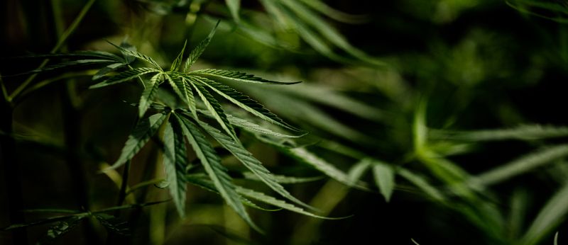 Supermaconha? Por que é errado relacionar as drogas Kcom a maconha?