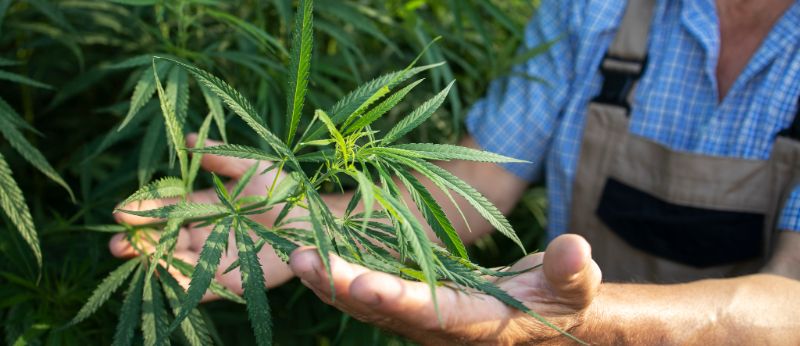 Plantio do Cânhamo e seus efeitos