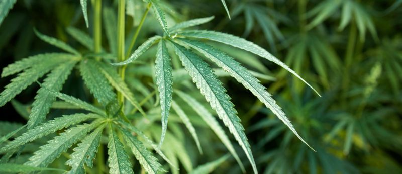 Falar de importação de flores de Cannabis para uso medicinal no Brasil é como caminhar em um campo minado