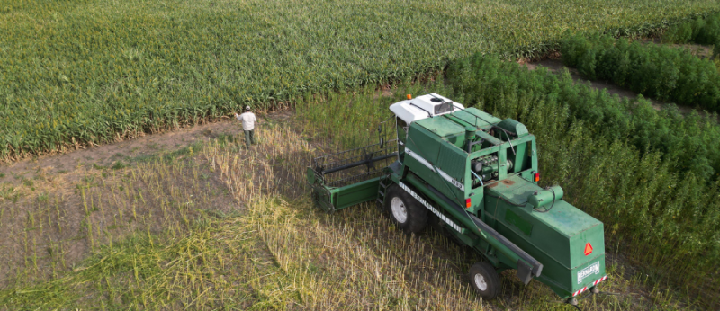 Argentina tem a primeira colheita de cânhamo para uso industrial