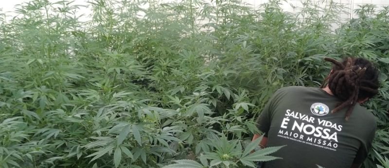 Cultivo autorizado pela Justiça da ONG Abrace, associação de pacientes da Paraíba