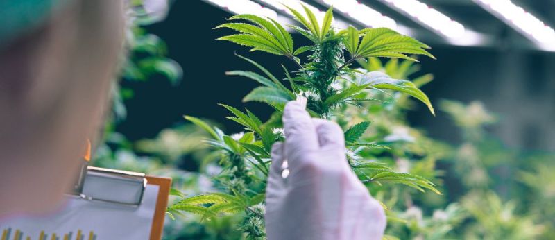 Reino Unido almeja liderança mundial na pesquisa com Cannabis