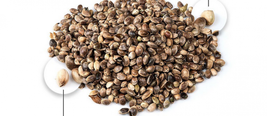 Startup medicinal casca semente de cânhamo