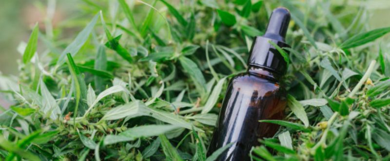 aceite-cannabis-extracto-cannabis-aceite-cbd-concepto-cannabis-medicinal_1150-134531