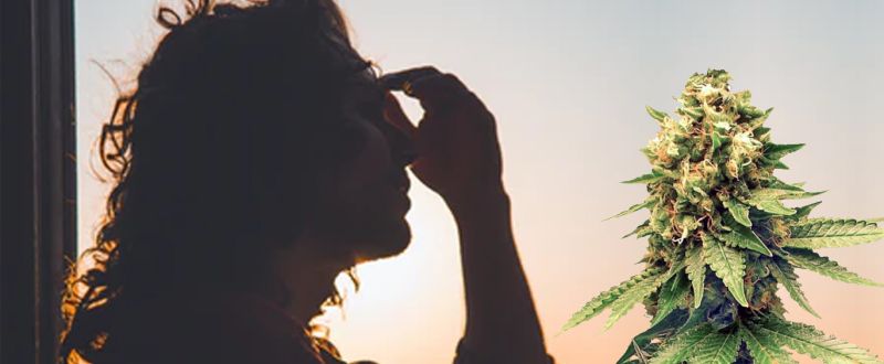 cannabis-enxaqueca
