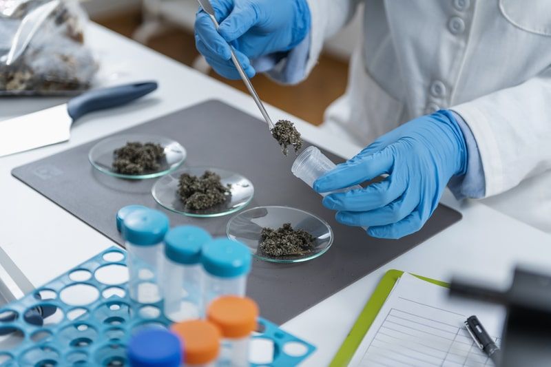 práticas integrativas e a Cannabis