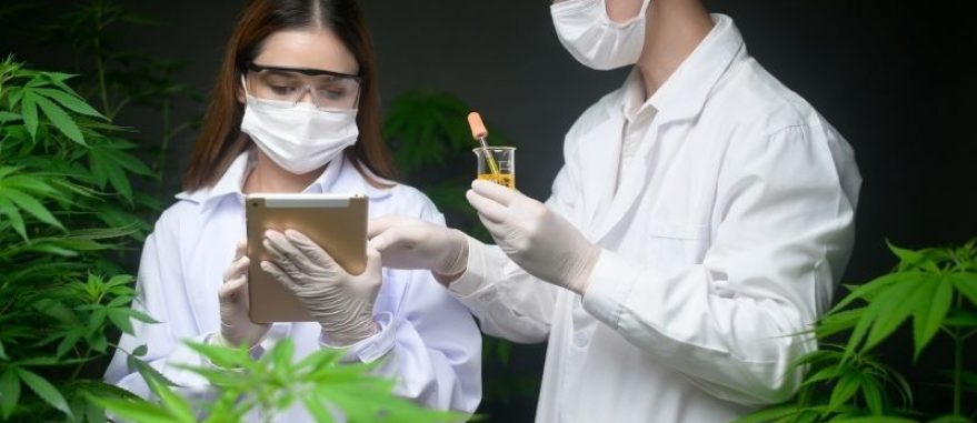 dor neuropatica cannabis homem e mulher explorando plantas