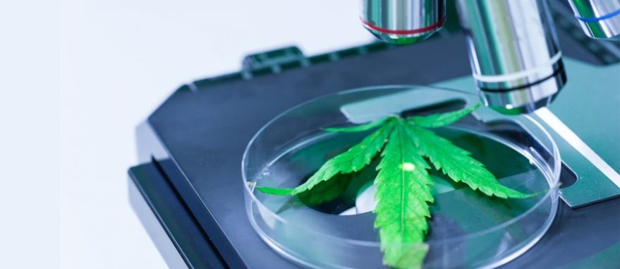 farmacia manipulacao cannabis