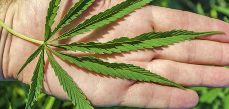 parkinson-tratamento-cannabis1