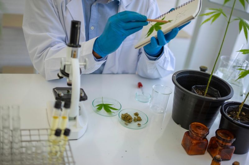 Educação sobre Cannabis: especialistas pedem atualização urgente na formação médica