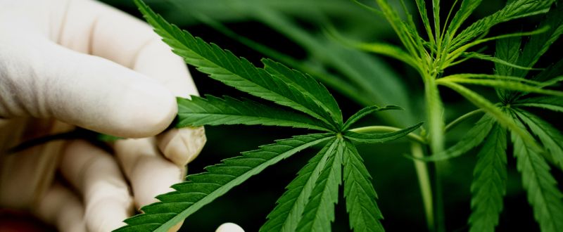 subercanabinoides-THCP-CBDP