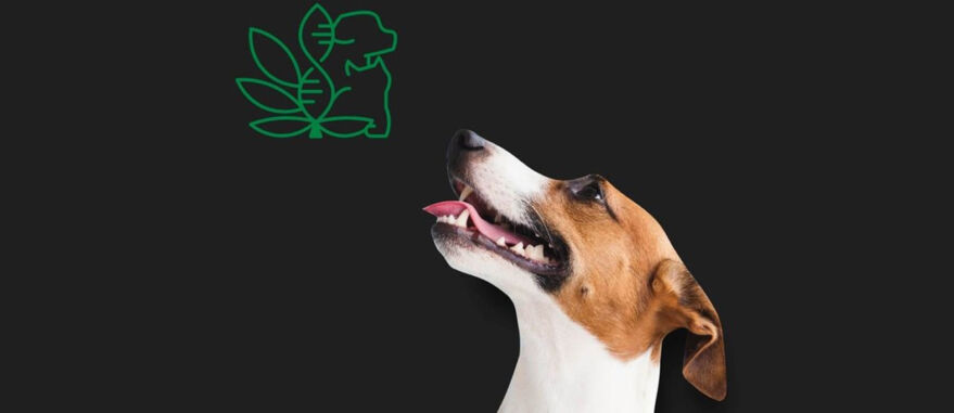 Departamento de Ciências Veterinárias-UFPB/Reprodução | Planta pode ser usada em casos de câncer, dor crônica e questões neurológicas de animais como cães e gatos